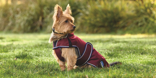 For Every Wag, Walk, and Winter Chill: Discover WeatherBeeta’s New Dog Coats