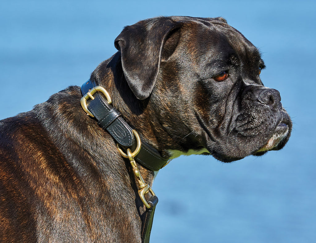 WeatherBeeta Padded Leather Dog Collar