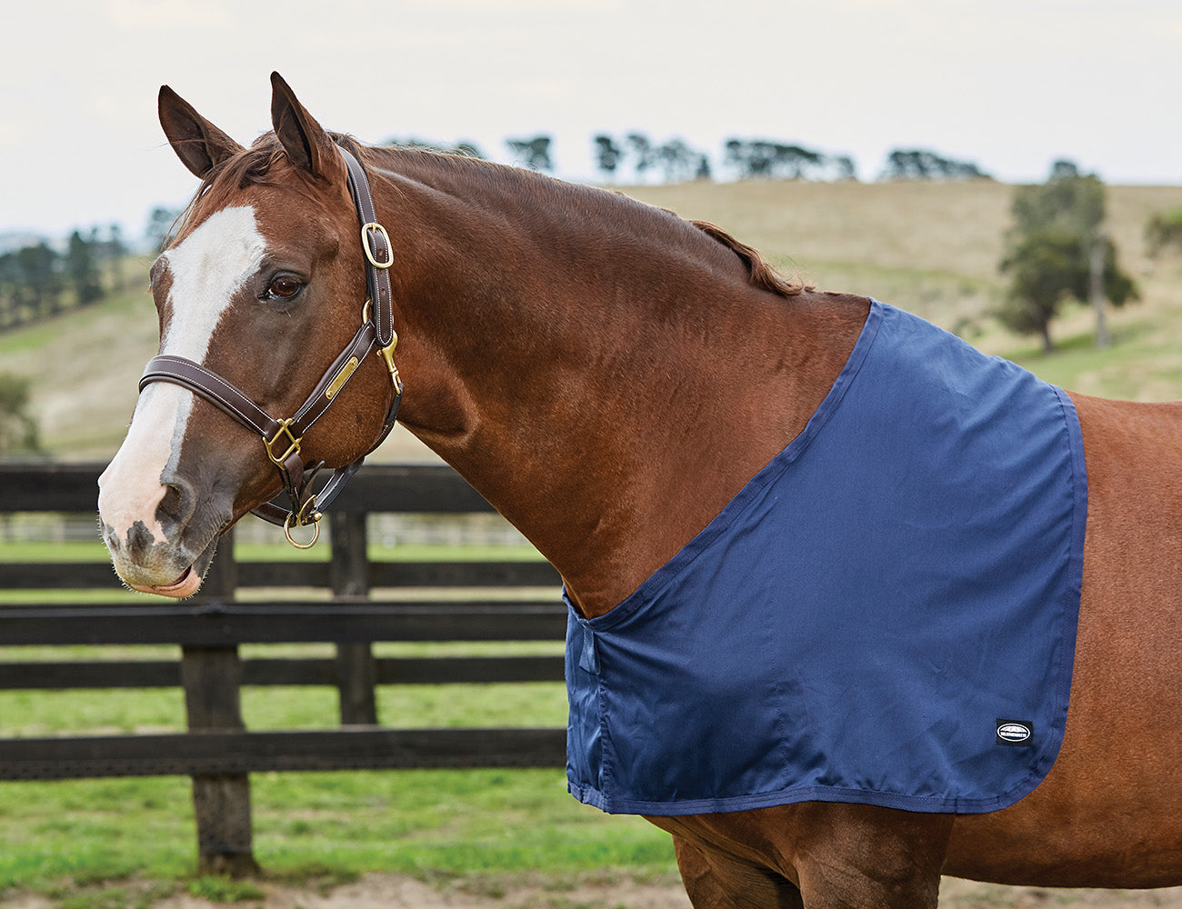 image_main - Navy - WeatherBeeta Cotton Shoulder Guard - .jpg