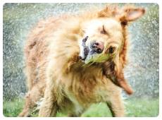 Dog shake dog sh