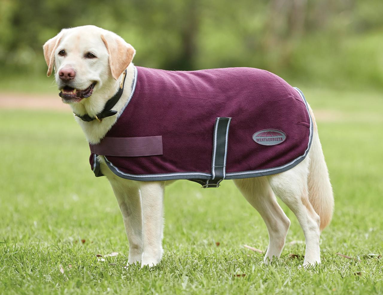 Grey dog coat shop