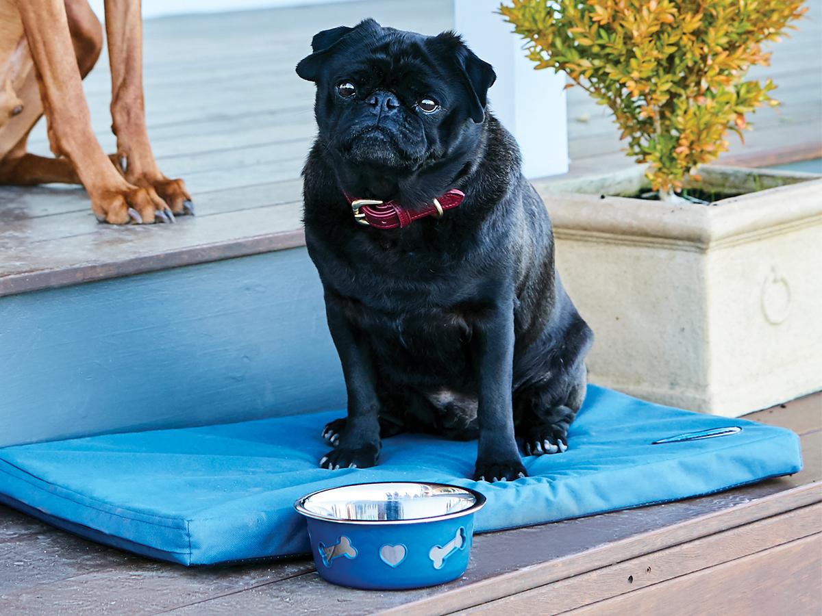 Weatherbeeta Non Slip Stainless Steel Silicone Bone Dog Bowl Weatherbeeta New Zealand