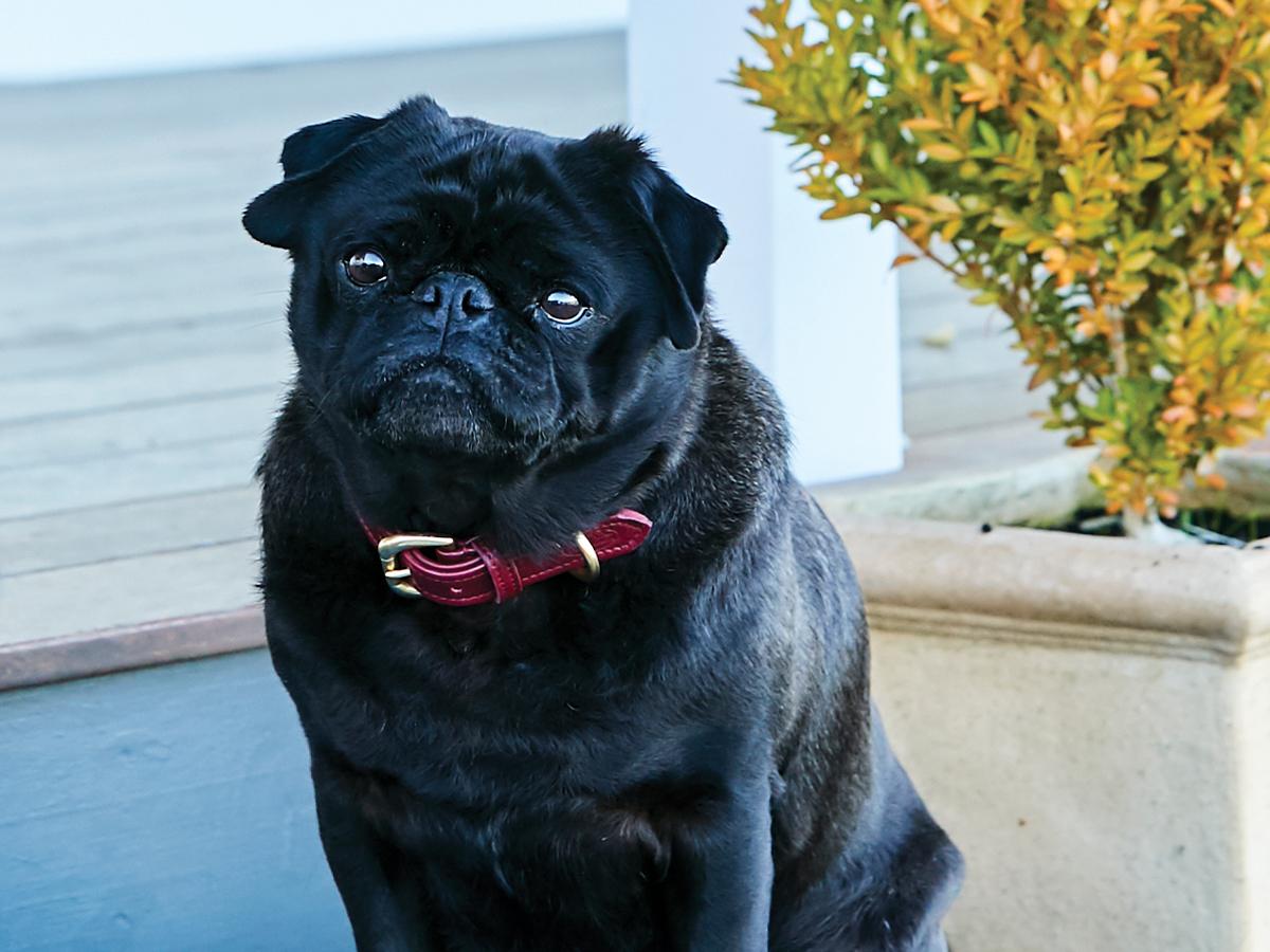 Weatherbeeta rolled leather dog collar clearance