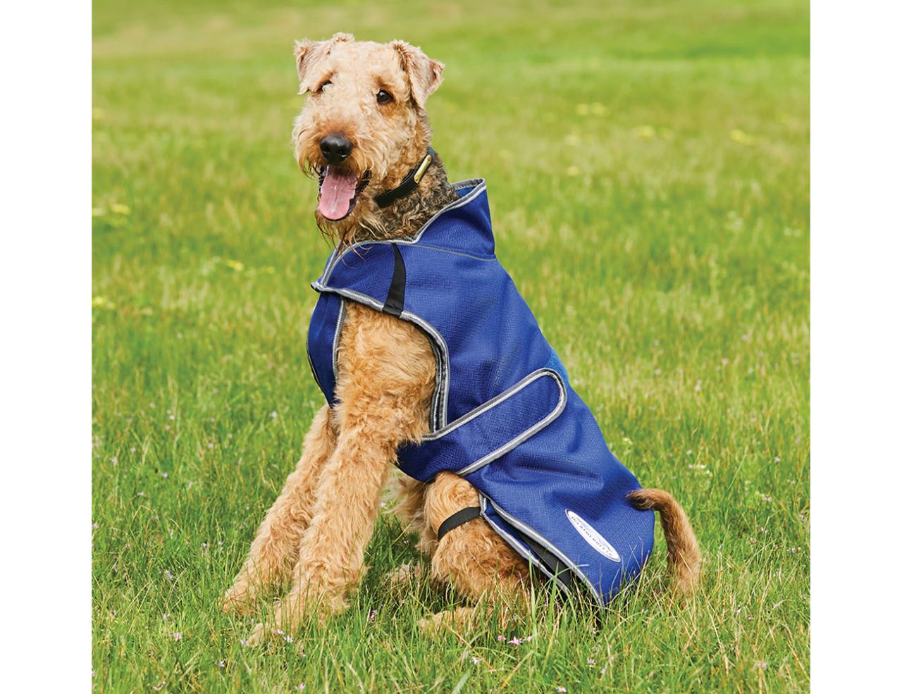 Weatherbeeta quilted hot sale dog coat