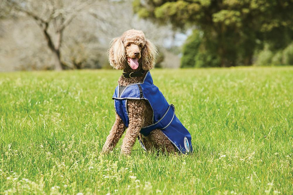 White dog jacket on sale