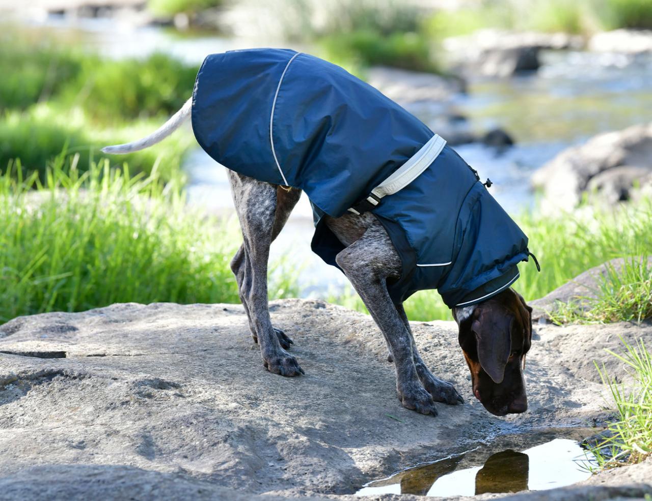 WEATHERBEETA EXPLORER MEDIUM DOG COAT Weatherbeeta New Zealand