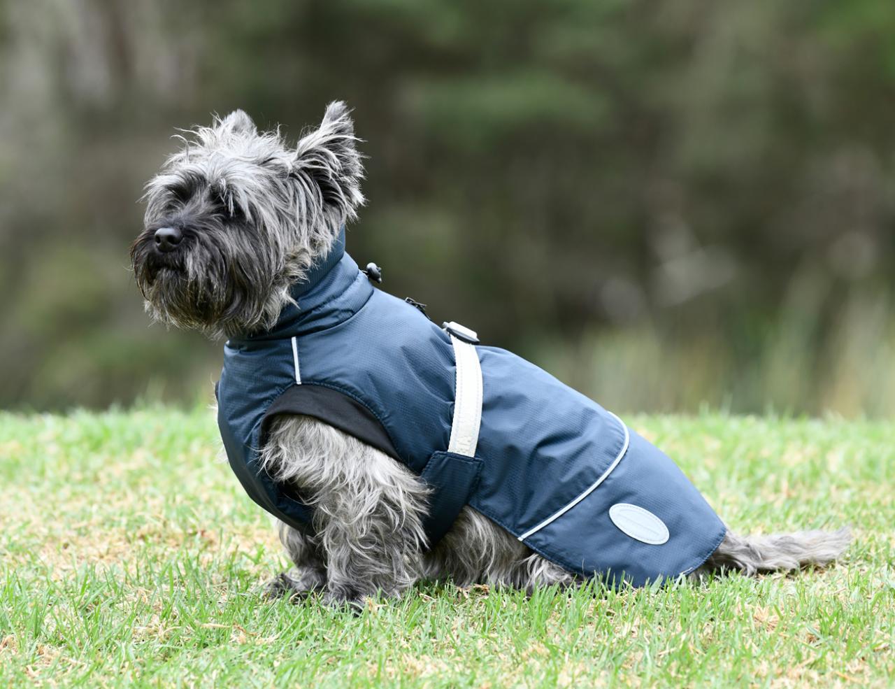 Medium dog coat clearance