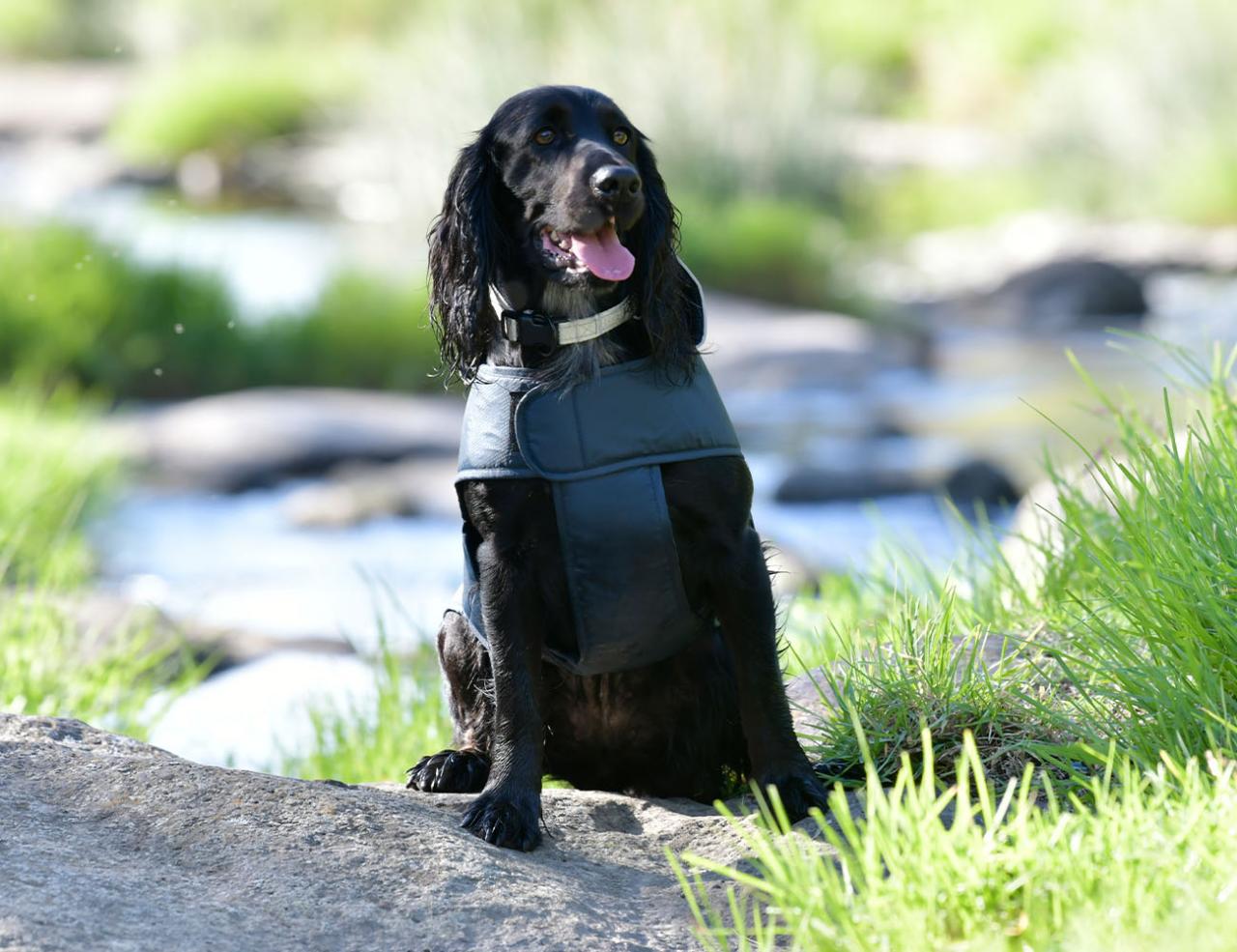 Neoprene dog hot sale coat