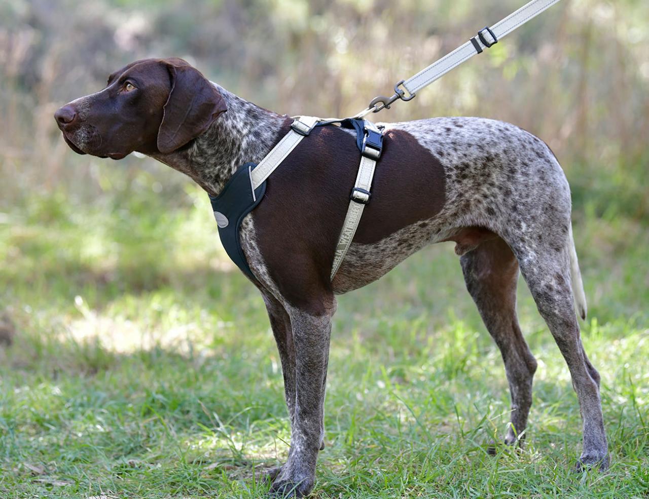 Explorer dog harness outlet