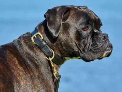 Boxer leather 2025 dog collars