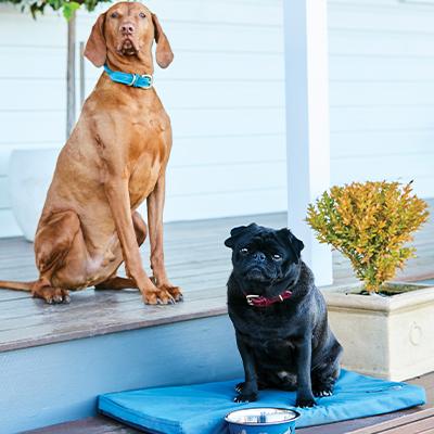 WeatherBeeta Dog Products