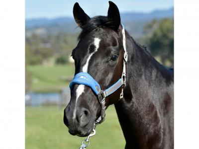 WeatherBeeta Prime Plus Headcollar And Lead Set - Coastal Blue